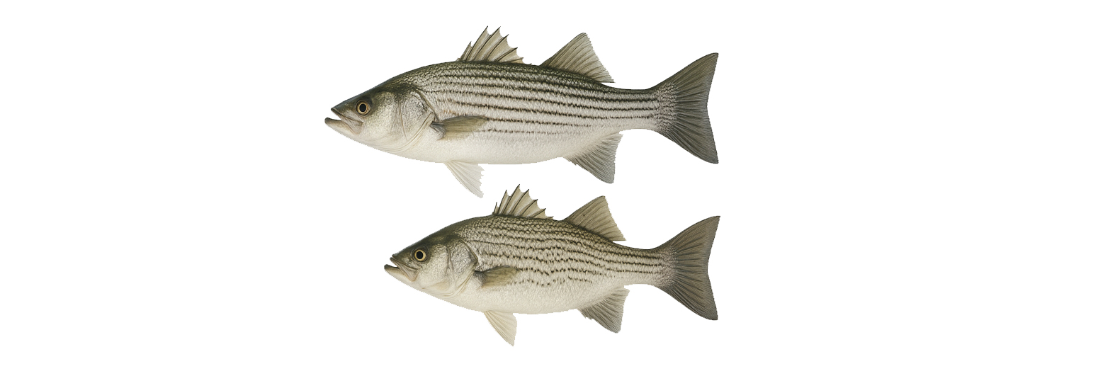 striper hybrid4
